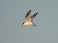 Saline di Carloforte